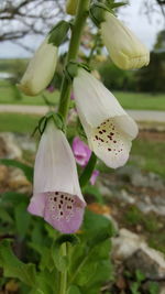 Close-up of flowers blooming outdoors