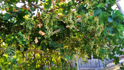 Plants growing on tree