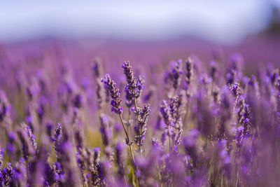 Close-up of purple flowering plants on field