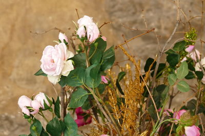 Close-up of flowers blooming outdoors