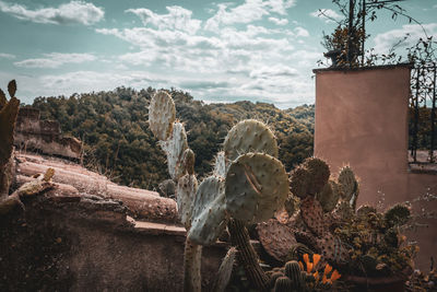 Close-up of plant against sky