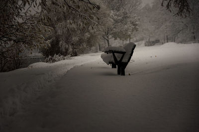 Snow on tree during winter