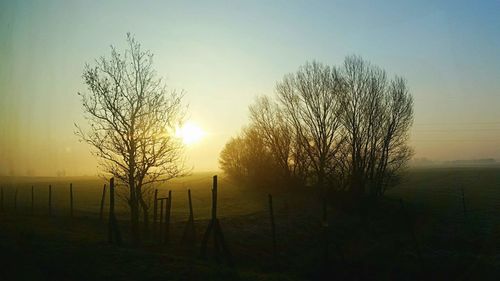 Silhouette of bare trees on field