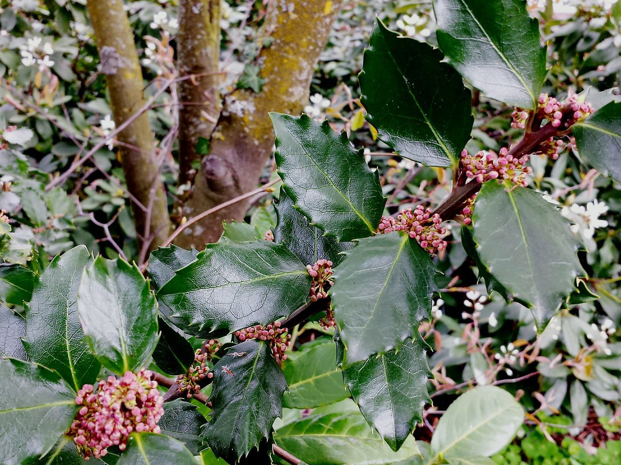 Shining green leaves