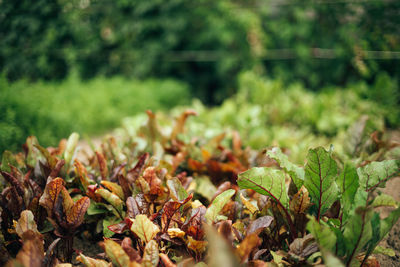 Close-up of plants