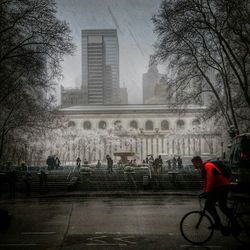 Bare trees in city