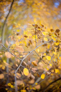 Close-up of yellow flowers blooming on branch