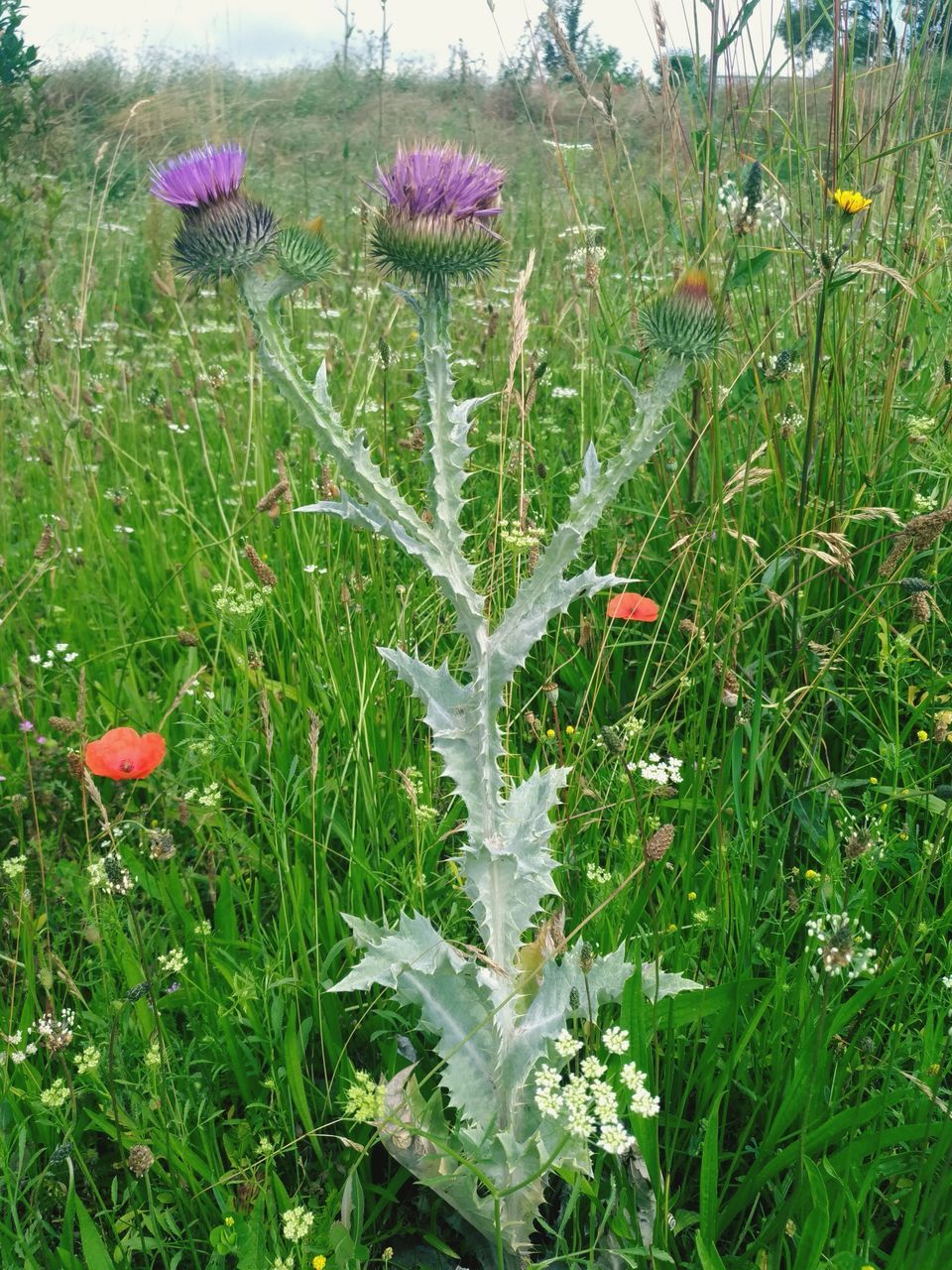 CLOSE-UP OF RED POPPY FLOWERS ON FIELD