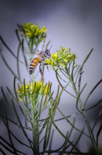Close-up of bee on flower
