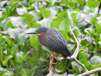 Close-up of a bird perching on branch