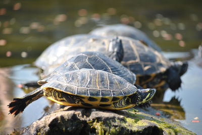 Close-up of tortoise