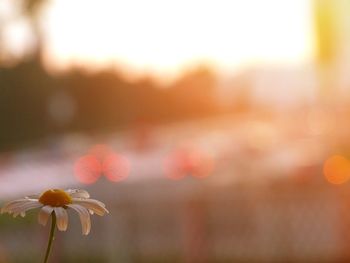 Close-up of flowers against blurred background