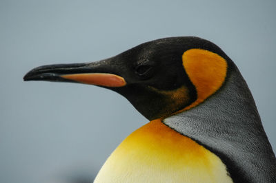 Close-up of penguin against blurred background