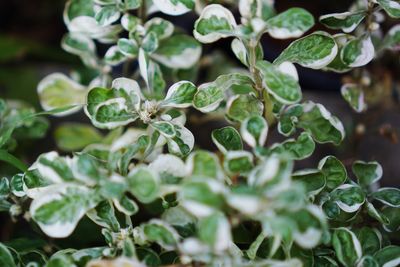 High angle view of plant