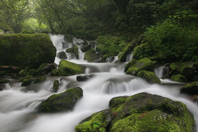 Scenic view of waterfall in forest