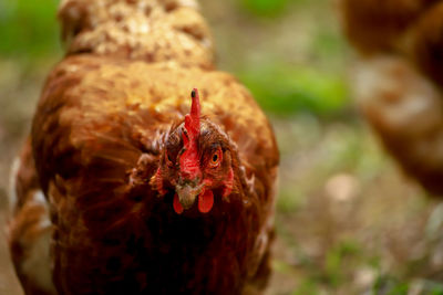 Close-up of a bird