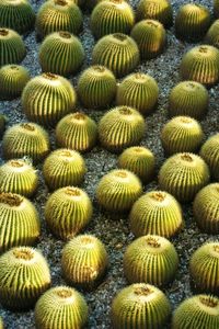 High angle view of cactus