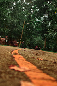 Surface level of road amidst trees in city