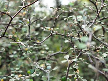 Close-up of flower tree