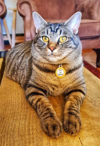 Close-up portrait of a cat