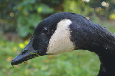 Close-up of a high angle view of a bird
