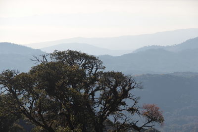 Tree on mountain against sky