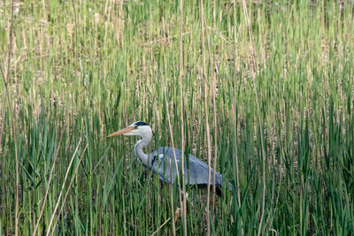 View of a bird on grass
