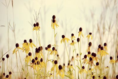 Close-up of yellow flowering plants on field