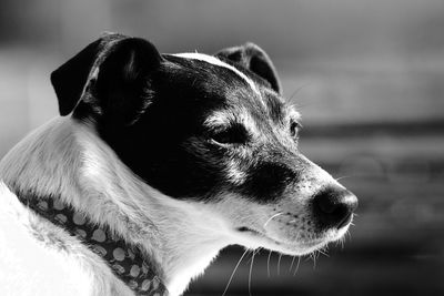 Close-up of dog looking away