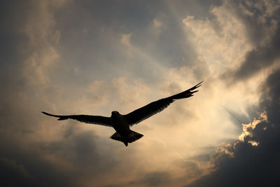 Low angle view of bird flying against sky