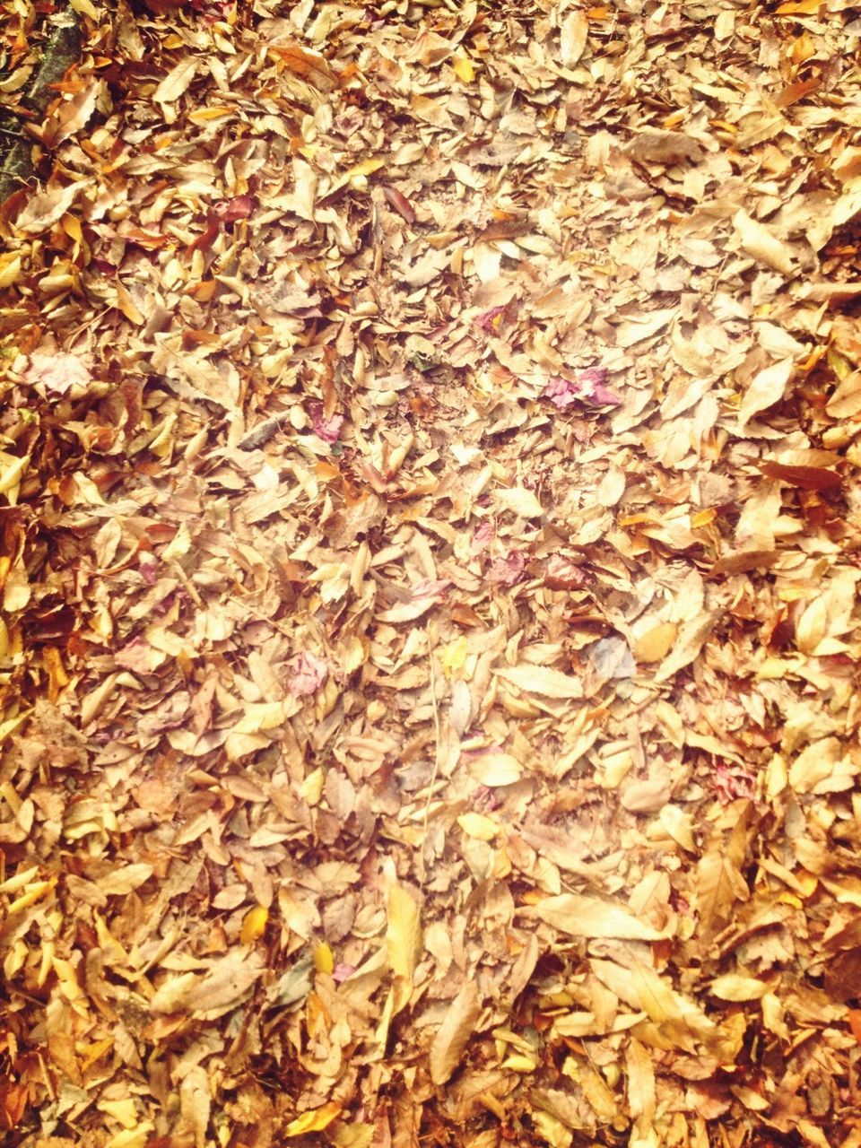 full frame, abundance, autumn, dry, backgrounds, leaf, large group of objects, change, high angle view, leaves, fallen, season, field, nature, brown, day, no people, textured, outdoors, messy