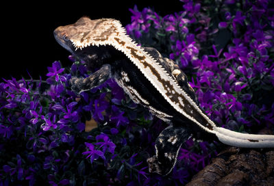 Close-up of lizard