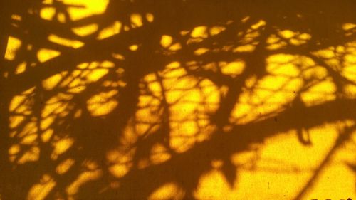 Shadow of tree on a forest