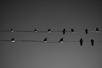 Low angle view of birds perching on cable