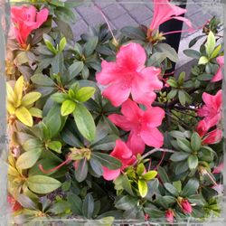 Close-up of pink flowers blooming outdoors