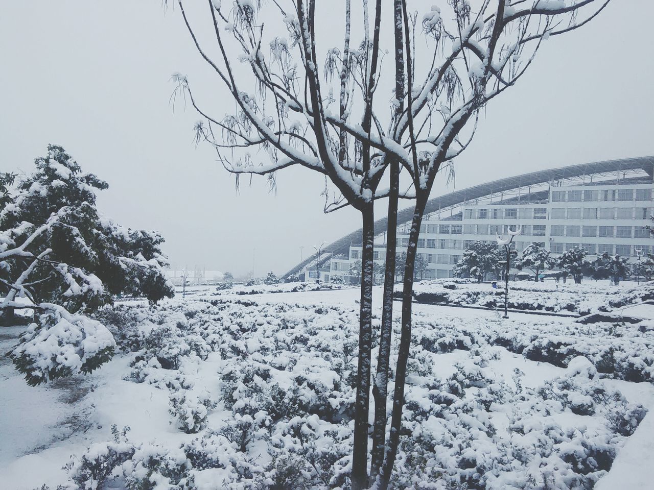 winter, snow, cold temperature, bare tree, season, tree, branch, weather, built structure, building exterior, architecture, clear sky, frozen, covering, nature, tranquility, sky, tranquil scene, beauty in nature, day