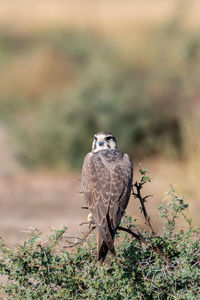 Portrait of owl perching on plant