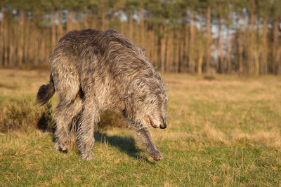 Side view of lion in the forest