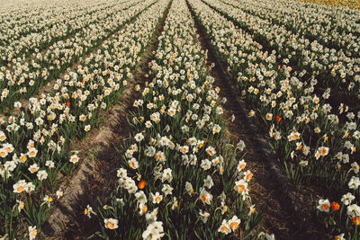 Close-up of flowering plants on field