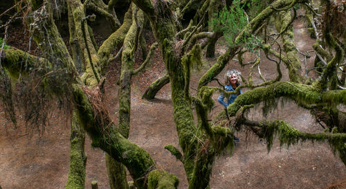 View of trees in forest