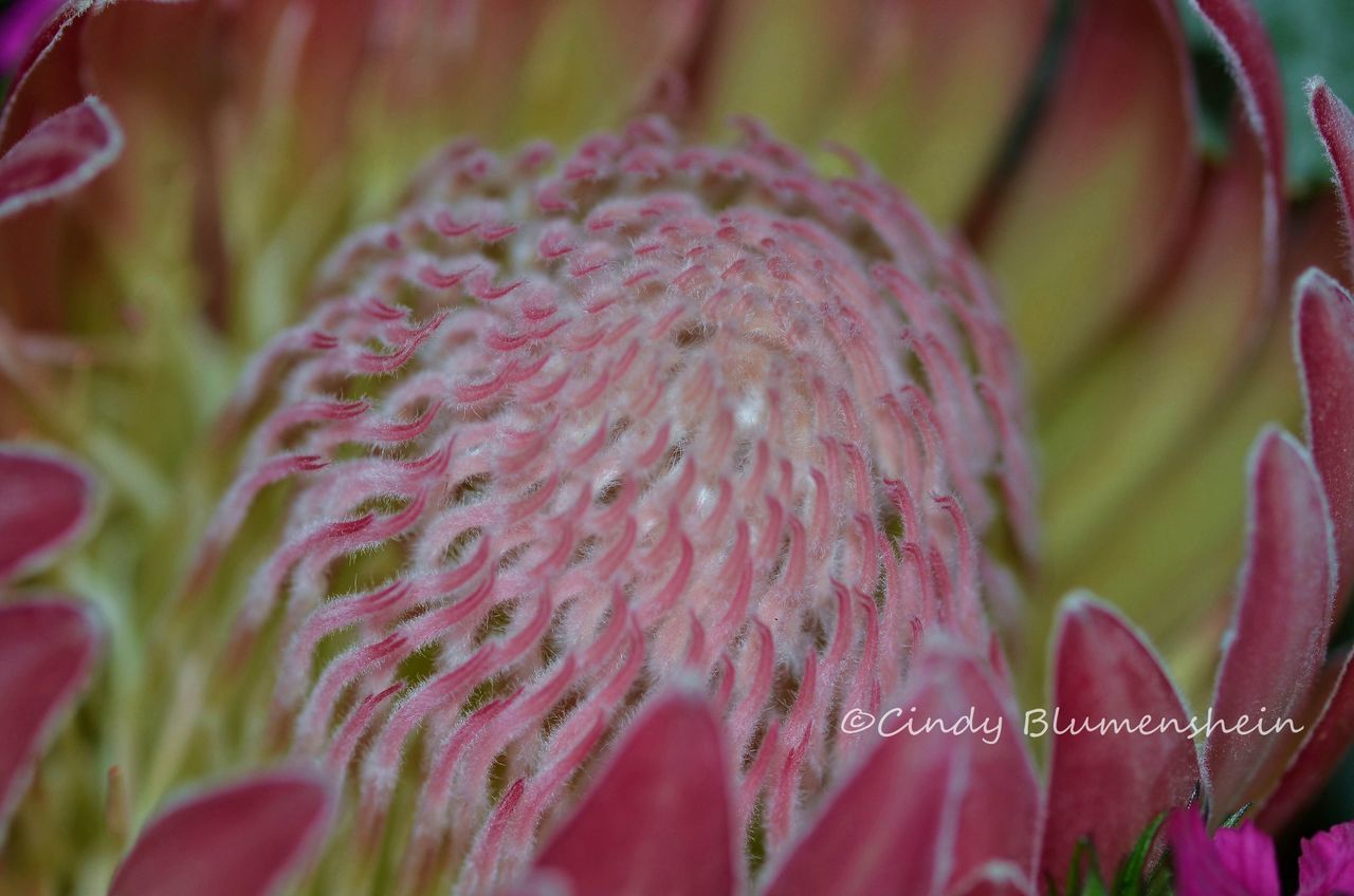 flower, freshness, growth, petal, close-up, pink color, beauty in nature, fragility, flower head, nature, plant, selective focus, full frame, focus on foreground, blooming, backgrounds, purple, pink, botany, outdoors