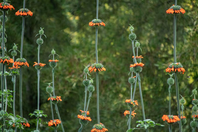 Close-up of poppy flowers on field