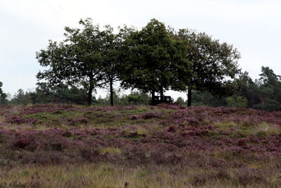 Trees on field against sky