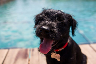 Portrait of dog in swimming pool