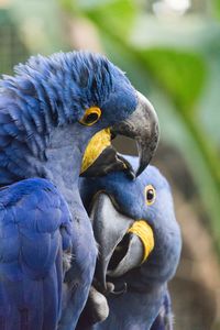 Close-up of blue parrot perching on branch