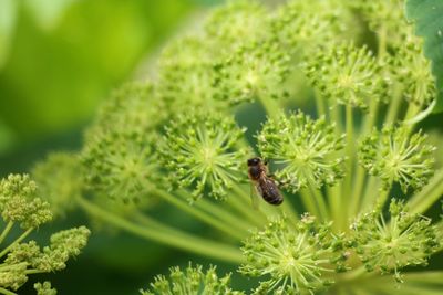 Close-up of insect on flower