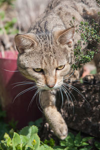 Portrait of a cute tabby outdoor mix breed cat