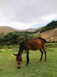 Horse standing in a field