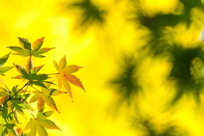 Close-up of yellow tree against sky