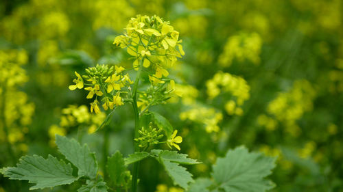 Close-up of yellow flowering plant